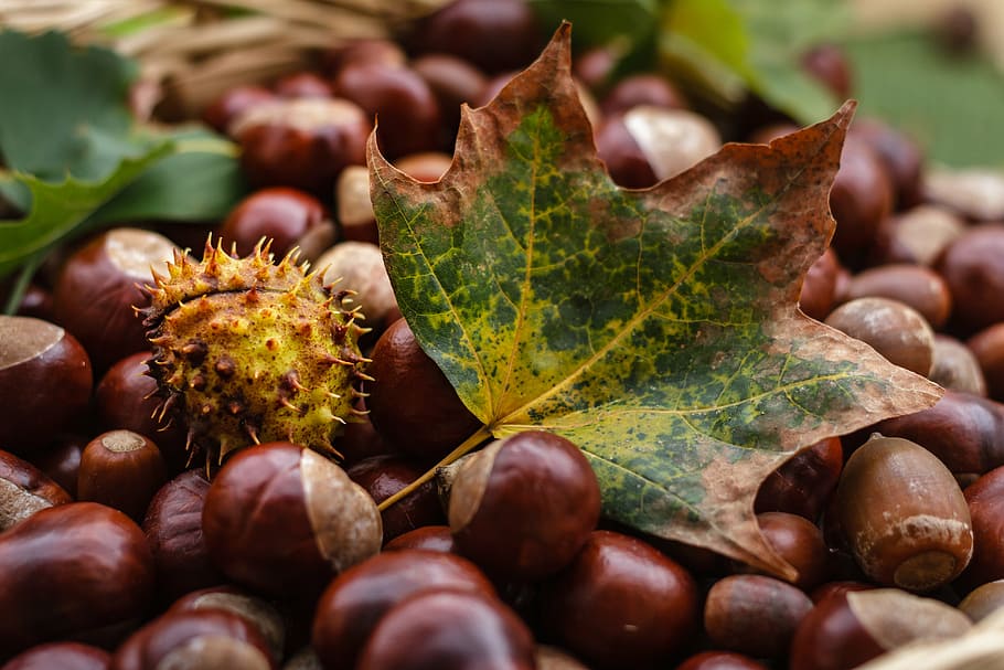 castanea, castaño, fruta, otoño, naturaleza, brillante, marrón, fruta del árbol, fruta del otoño, nuez