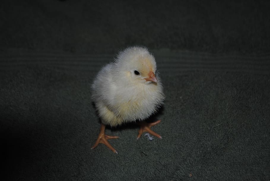 pollito, pollo, aves de corral, lindo, bebé, pico, pollitos, joven, pequeño, amarillo