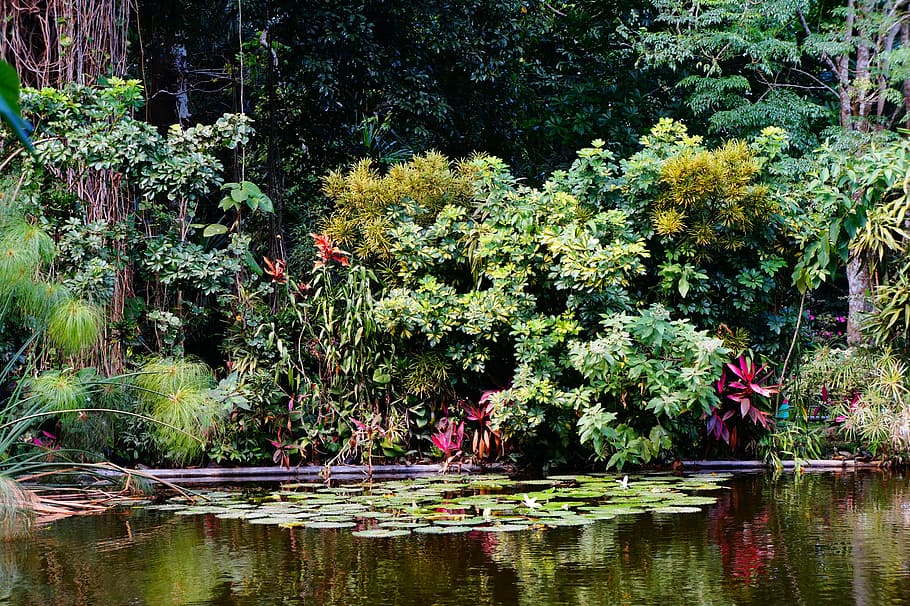 verde, hojas, cuerpo, agua, el salvador, isla, naturaleza, manglar, paisaje, jardines