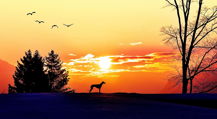 greyhound silhouette, sunset, sunrise, morgenstimmung, sunlight, lighting, sun, trees, dog, birds