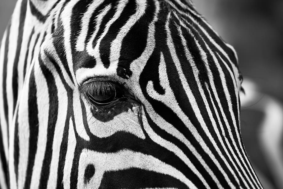 closeup, zebra, stripes, black and white, zoo, animals, zebra crossing, animal themes, animal, animal wildlife