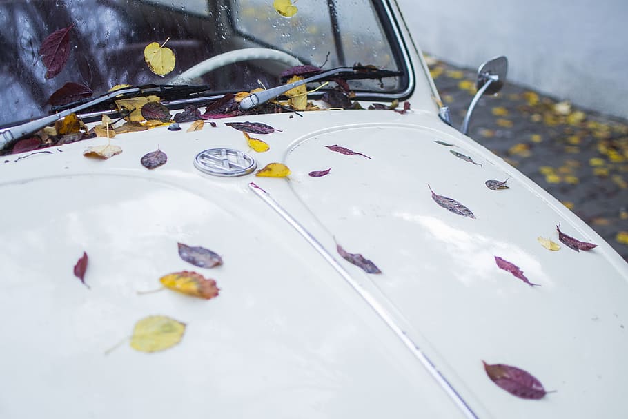 daun, mobil, hijau, simbol, volkswagen, musim gugur, getaran, model tahun, putih, kumbang