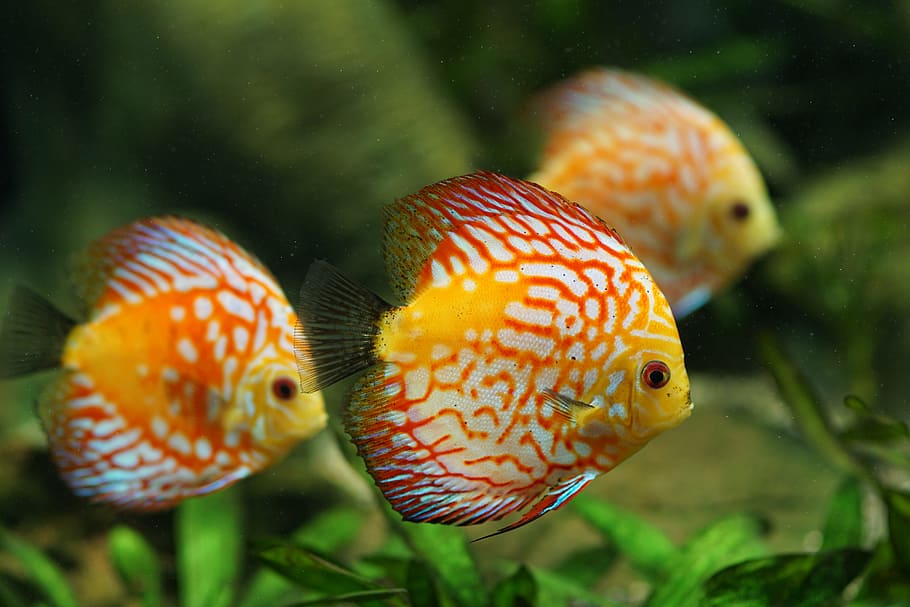 three yellow fishes, discus fish, aquarium, freshwater, colorful, fish, freshwater fish, symphysodon, perch, animal