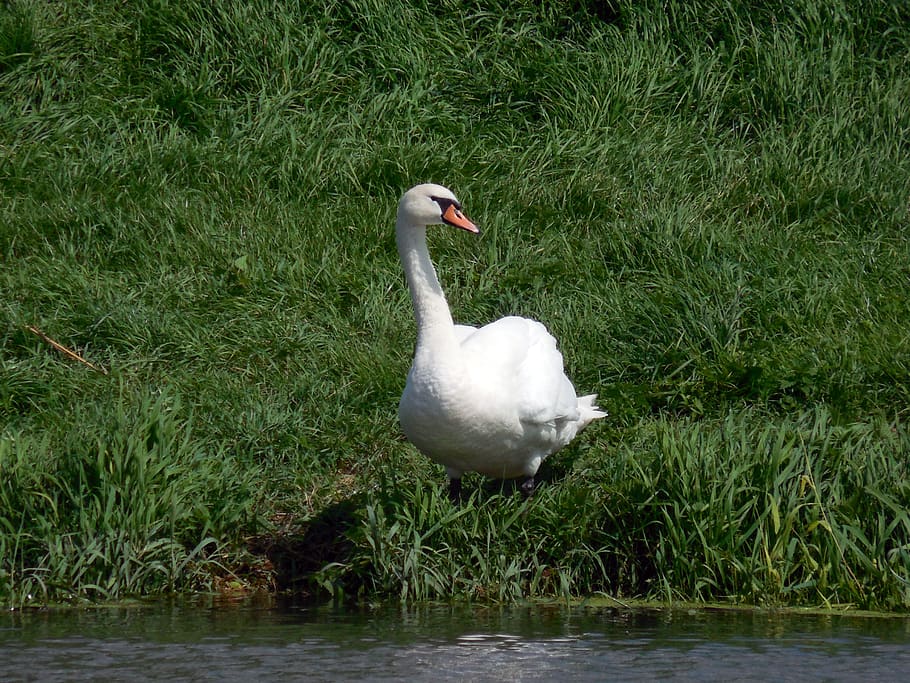 swan, bird, water bird, mute swan, swans, gooseneck, water, white, waters, swim