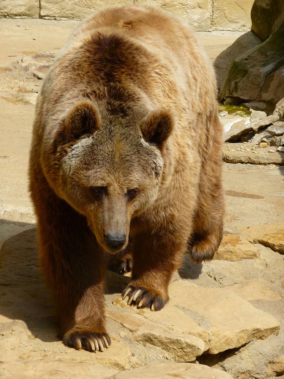 grizzly, bear, wild, animals, brown bear, zoology, animal themes, animal wildlife, mammal, animal