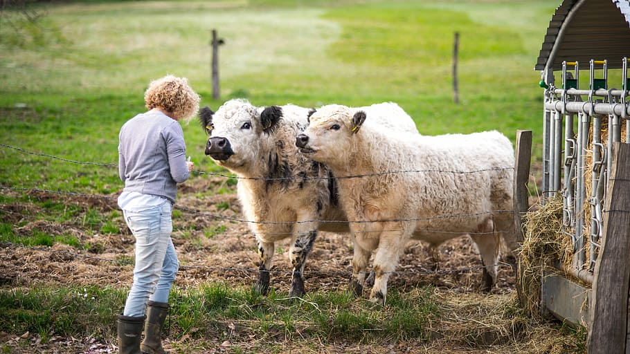 mulher, em pé, frente, branco, gado, dia, mamífero, fazenda, animais, agricultura