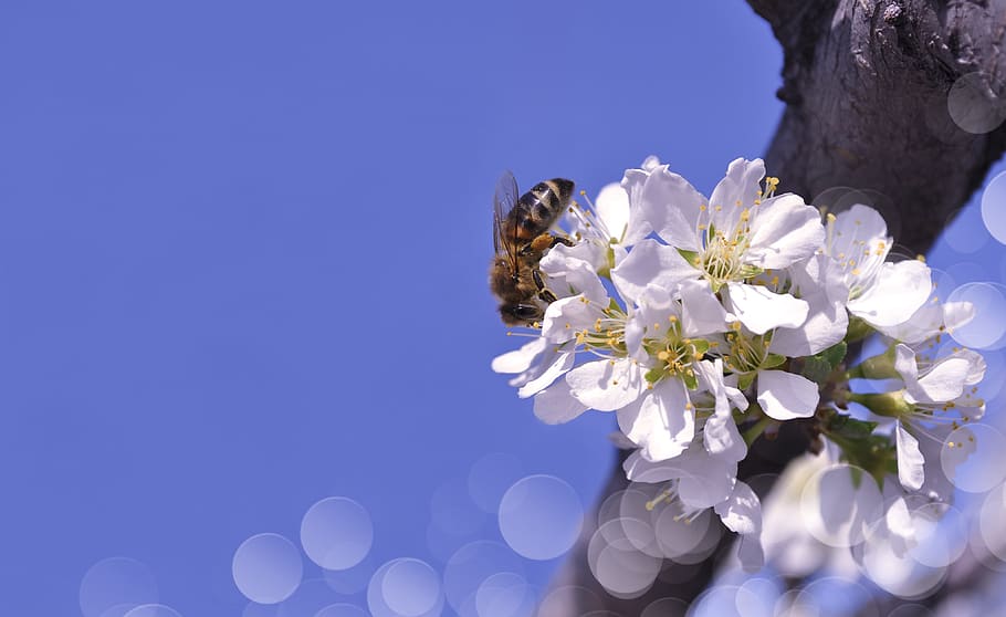 white, yellow, flowers, bee, top, on top, spring, tree, sky, nature