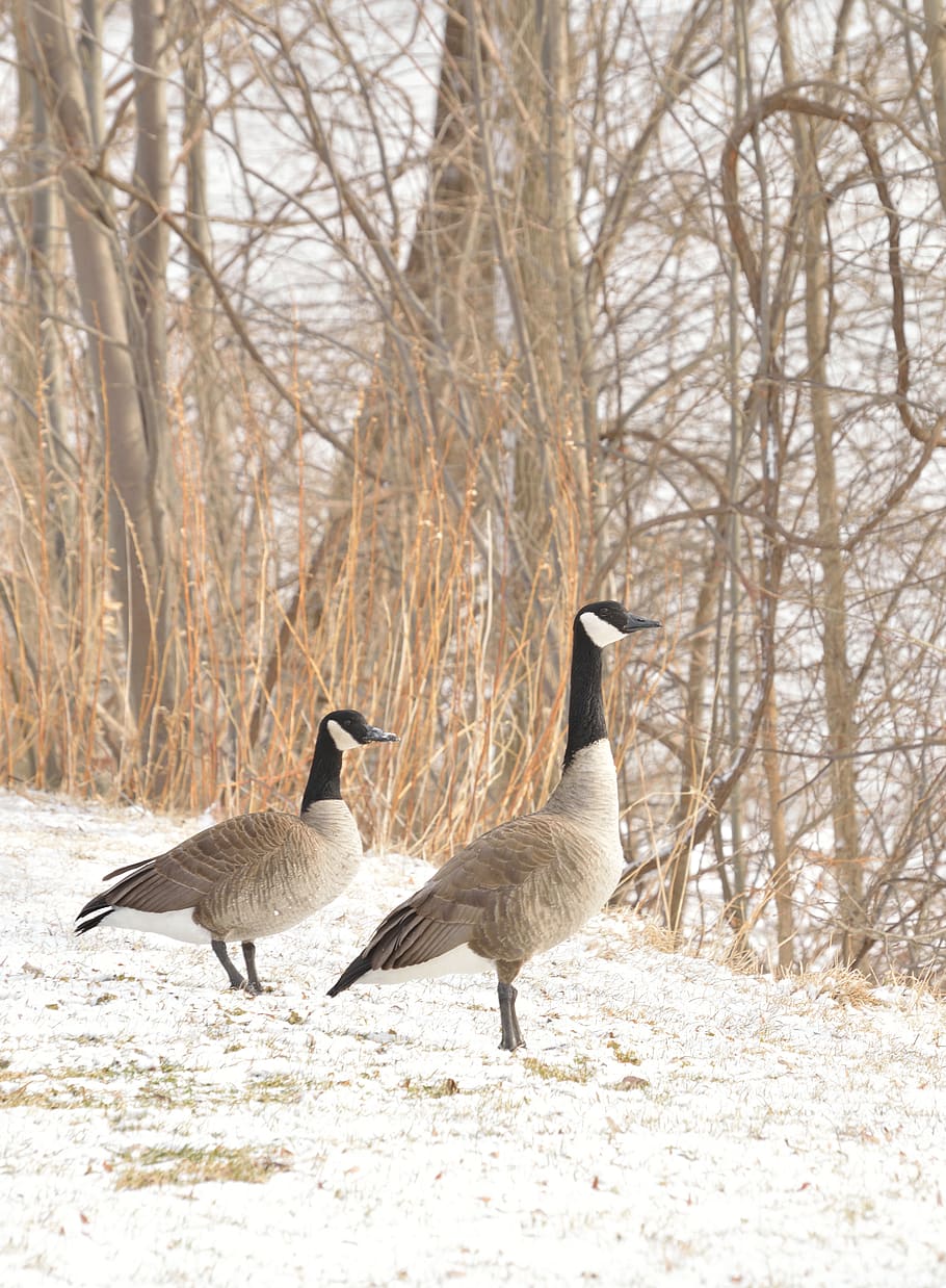 canada goose, niagara river, birds, wildlife, nature, winter, snow, animals in the wild, animal wildlife, animal themes