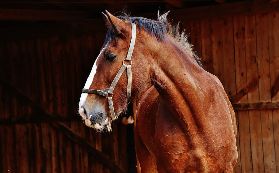 foto de close-up, marrom, cavalo, cavalo shire, cavalo grande, passeio, montagem, acoplamento, prado, animal