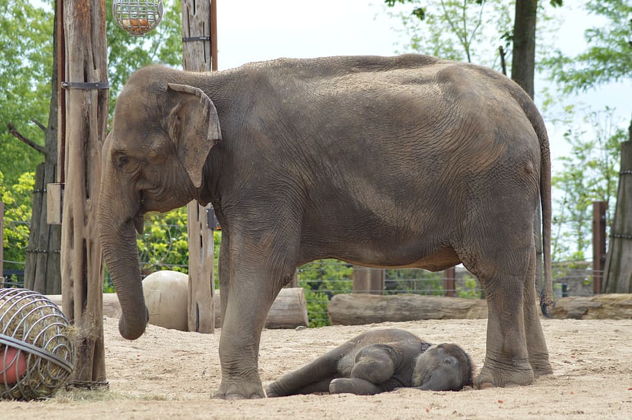 elefante, mãe, bebê, poderoso, mamíferos, ásia, elefante bebê, mentindo, zoológico, temas de animais