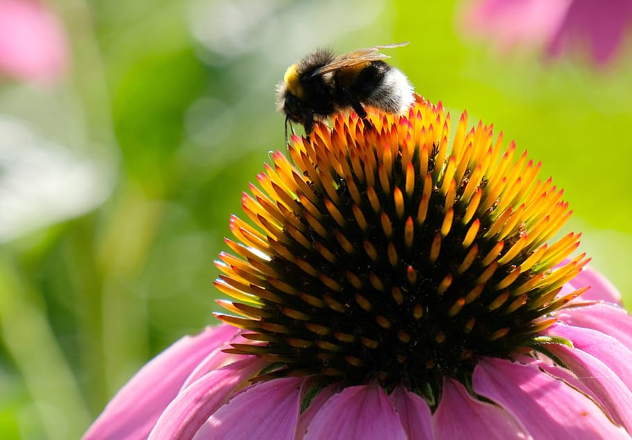 blossom, bloom, bee, pollen, pollination, coneflower, flora, honey bee, insect, flower