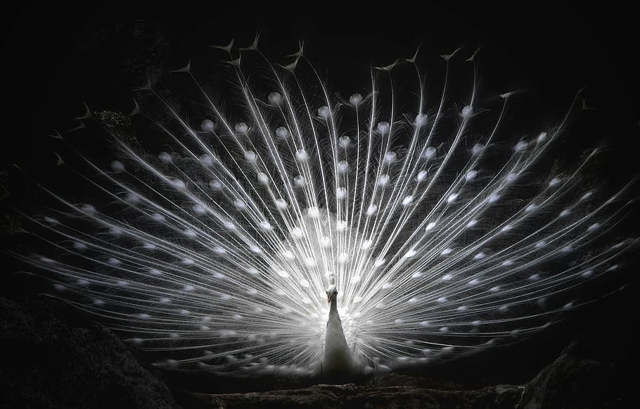 fotografía de enfoque, whitepeacock, white peacock, rueda, pájaro, orgullo, magnífico, majestuoso, hermoso, explosivo