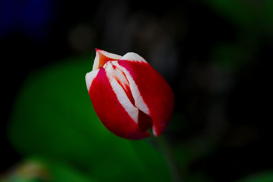 tulip, musim semi, bunga, mekar, merah, alam, taman, kesalahan besar awal, tanaman, dekat