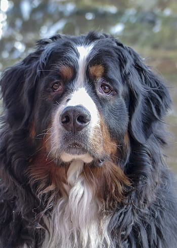 bernese-mountain-dog-dog-canine-tri-colored-portrait-friendly-royalty-free-thumbnail.jpg