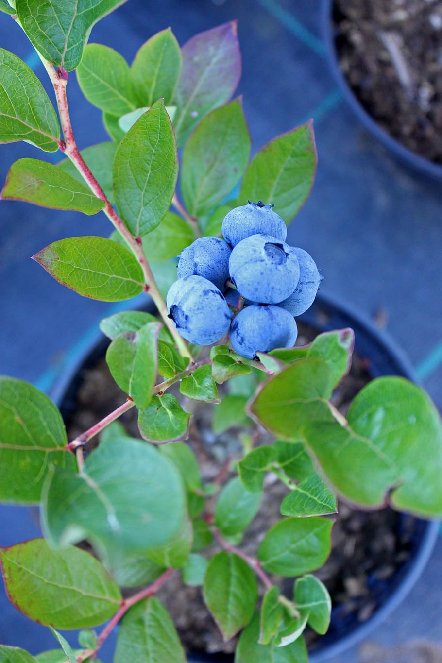 blueberry, culinary, food, sprigs, kitchen, plant part, leaf, growth, plant, healthy eating
