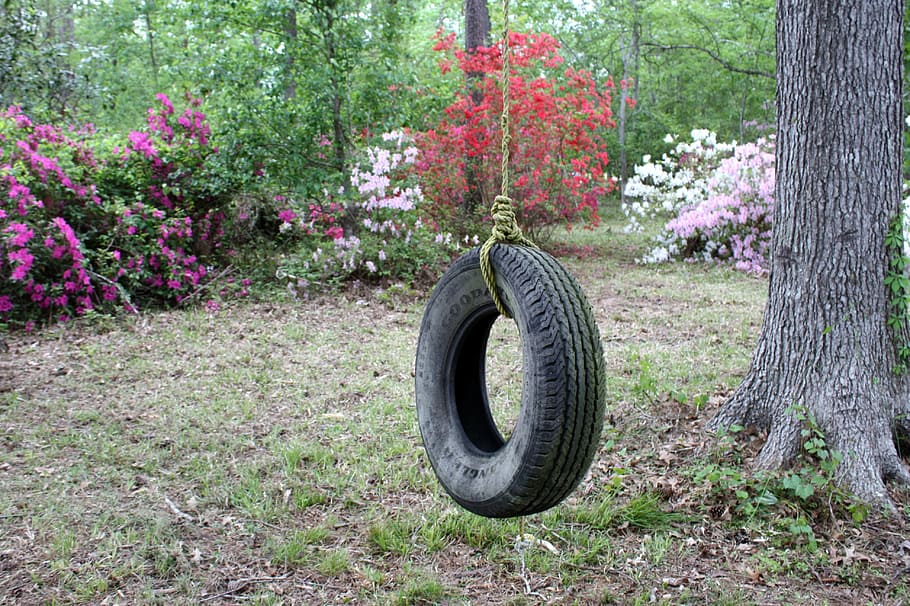 photography, tire swing, azaleas, backyard, tire, day, outdoors, tree, wheel, plant
