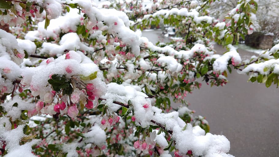 April, Snow, Spring, Flower, Plant, april, snow, garden, april weather, snowy, bloom