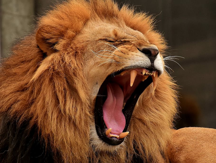brown, lion, daytime, predator, dangerous, mane, cat, male, zoo, wild animal
