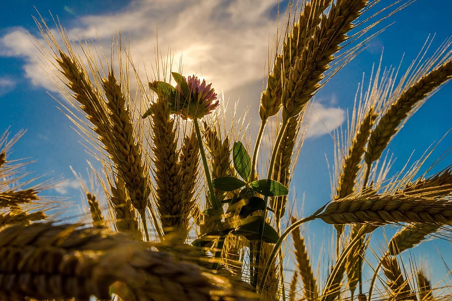 close, wheat, daytime, cereals, flower, summer, grain, blossom, bloom, nature