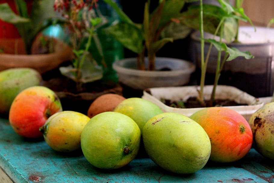 dua mangga hijau, Bharath, India, Mangga, Acak, Enak, mangofarming, perjalanan, buah, makanan