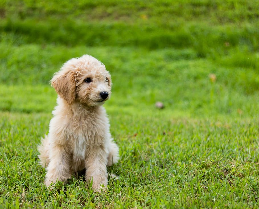goldendoodle, puppy, cute, animal, green grass, dog, pet, outdoors, pets, poodle