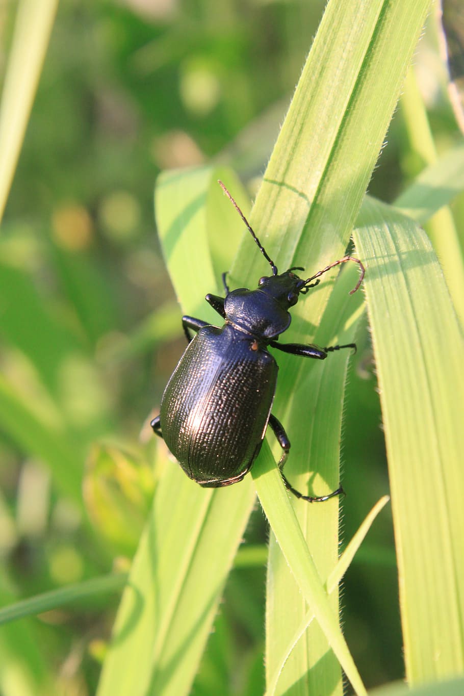 beetle, black, calosoma, carabidae, caterpillar, grass, green, ground, hunter, insects