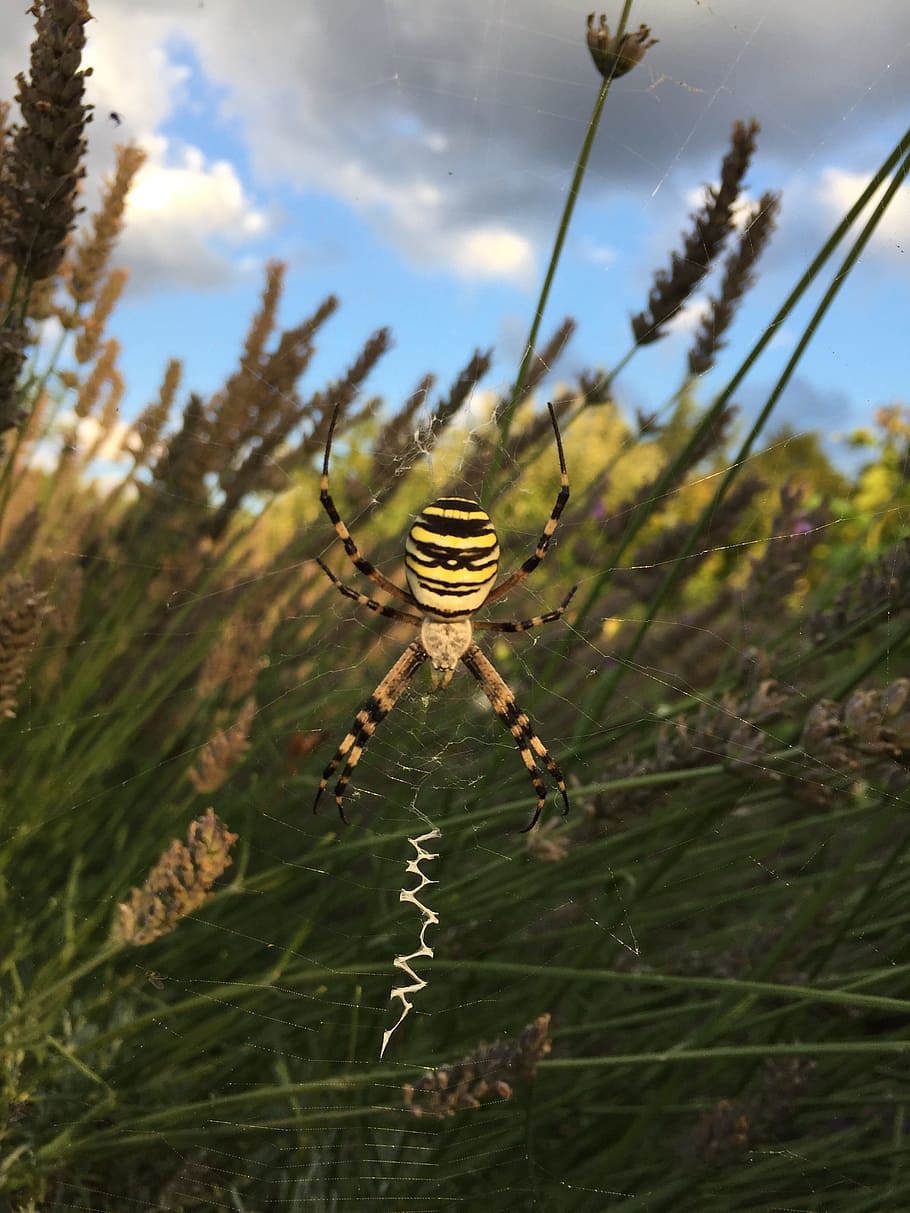 wasp spider, garden, nature, invertebrate, insect, animal, animal wildlife, plant, animals in the wild, animal themes