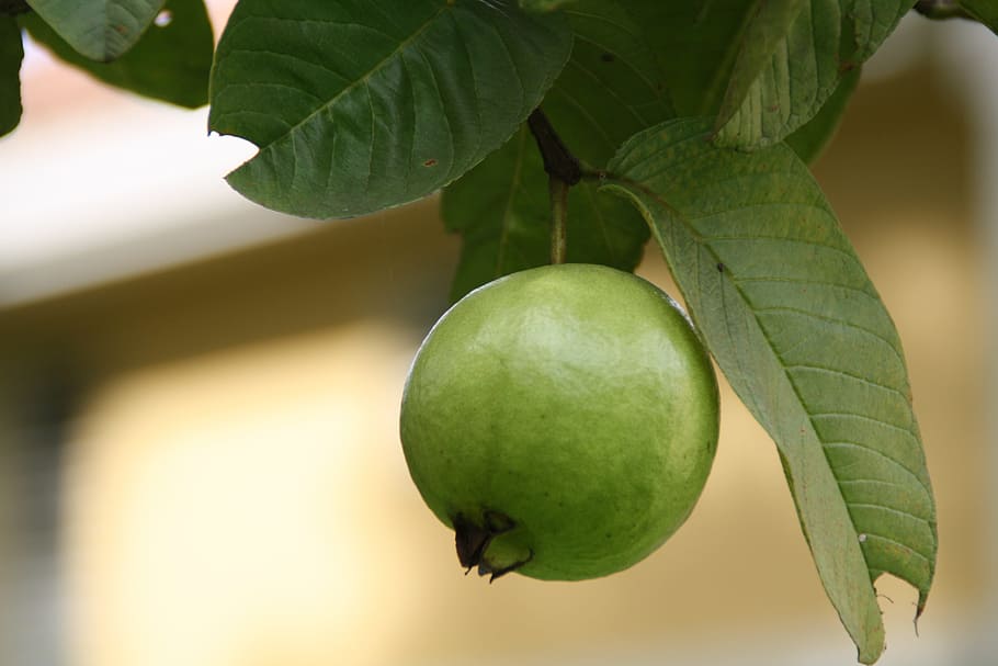 green guava, guava, green, fruits, edible, plants, trees, greenery, leaves, leafy