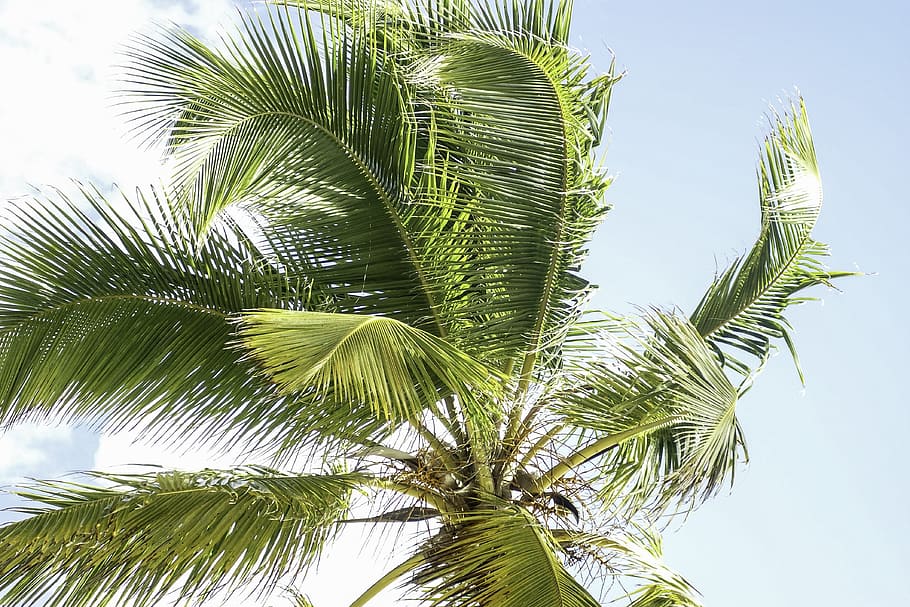 dominicana, punta cana, pantai, iklim tropis, pohon palem, pohon, tanaman, pertumbuhan, daun palem, daun
