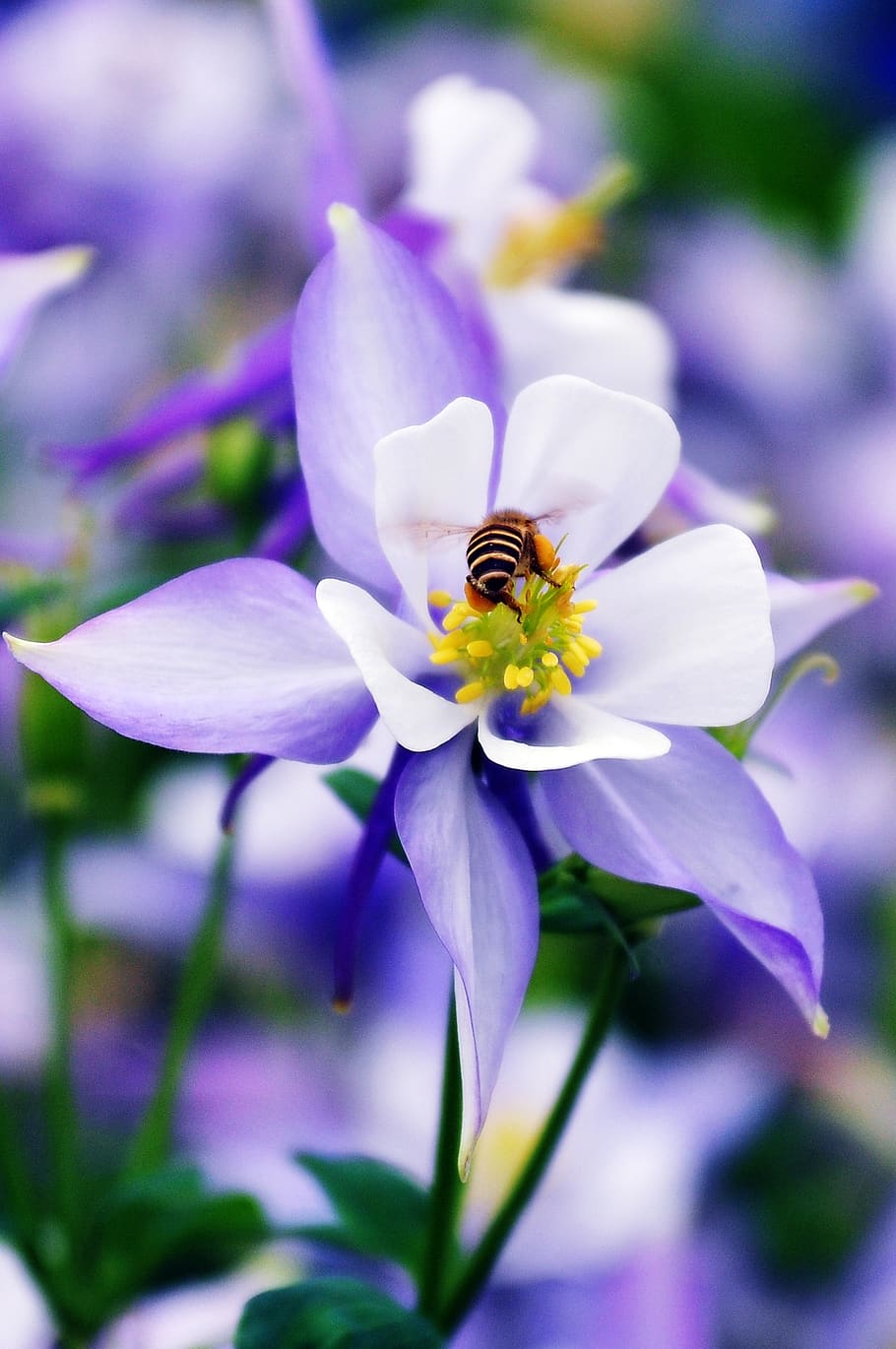 flower, bee, nature, insect, purple, flowering plant, petal, fragility, freshness, vulnerability