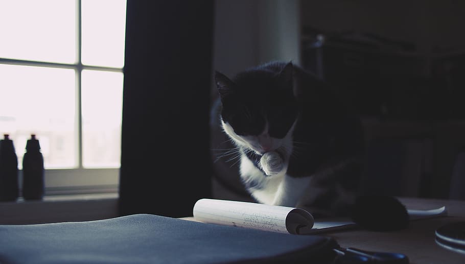 cat, kitten, pet, animal, desk, notepad, paper, office, domestic, domestic animals