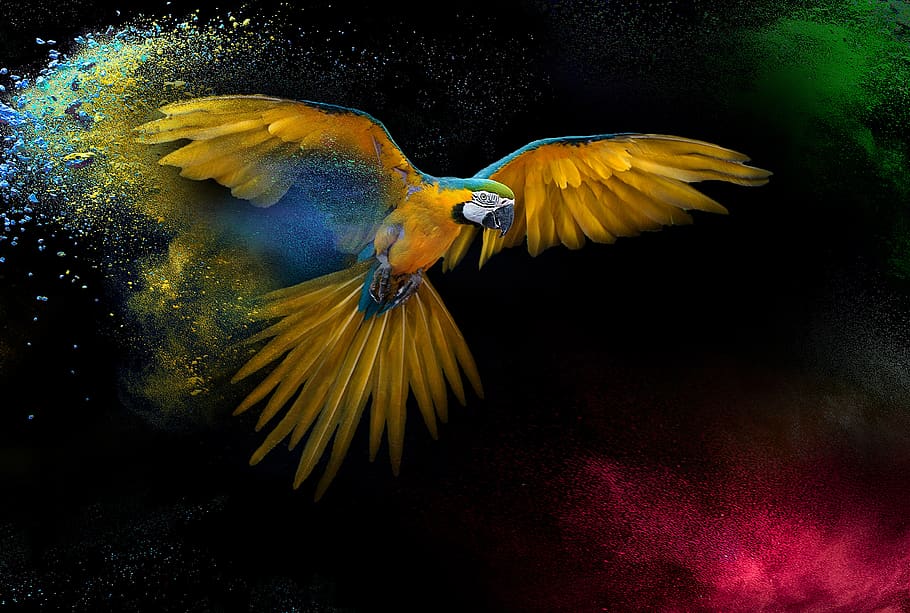 animals, bird, ara, animal world, wing, feather, parrot, flying, color, explosion