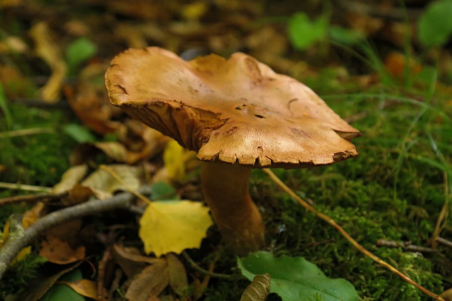 Mushroom, Forest, Brown, autumn, alder shuffletruffle, paxillus rubicundulus, shuffletruffle related, paxillaceae, thick rac like, boletales