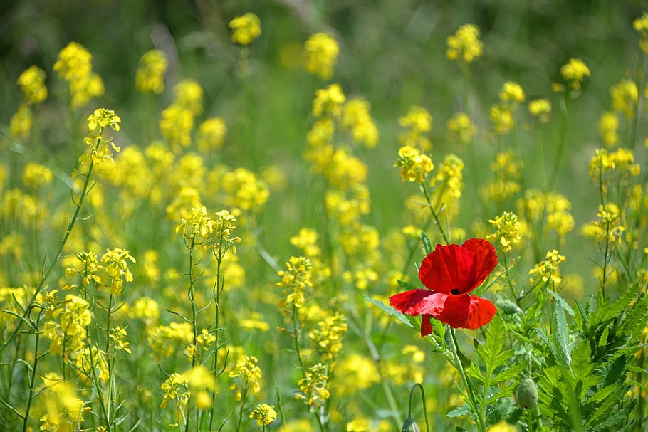 red flower photography, poppy, isolated form, ile, red, yellow, rapeseed, flower, plant, green