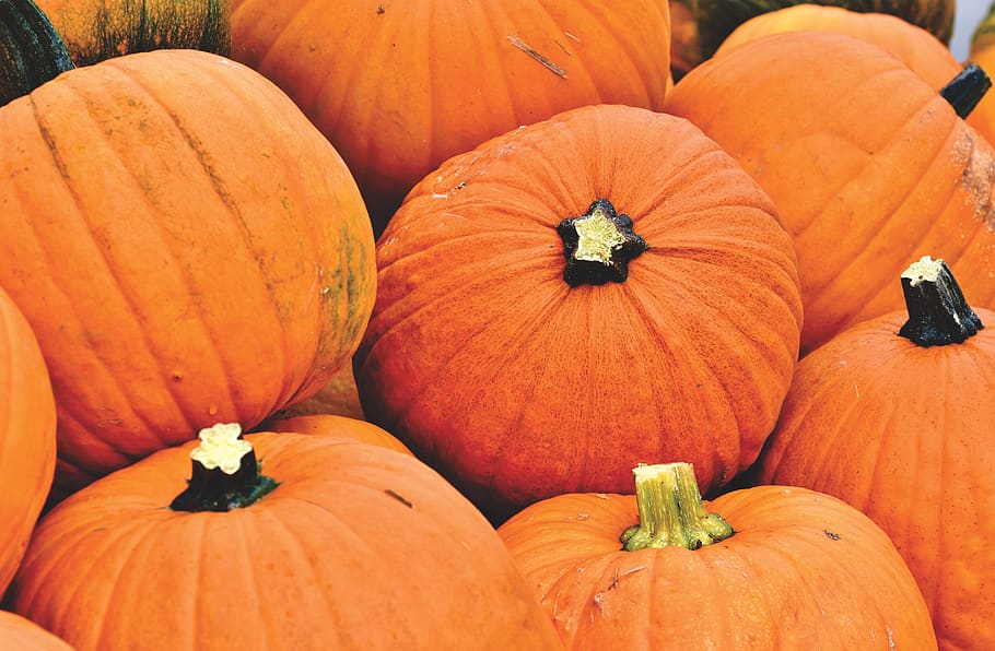 abóbora, fruta, outono, escolha, alimentos, legumes, decoração, frutas de outono, colheita, dia das bruxas