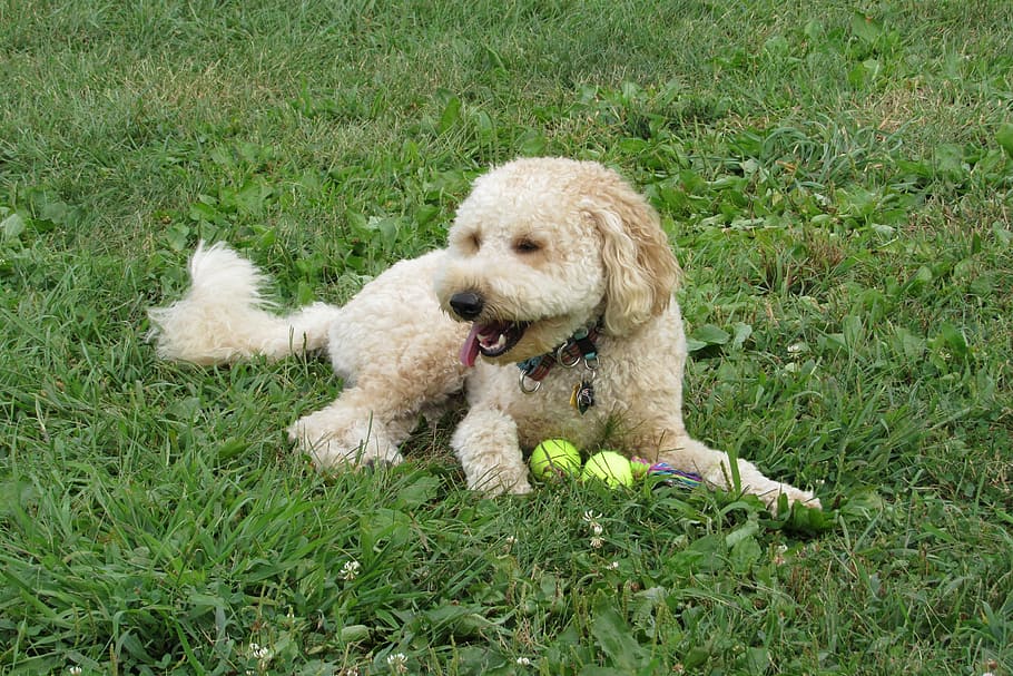Golden Doodle, Puppy, Animal, Dog, canine, mixed, golden, beige, furry, breed