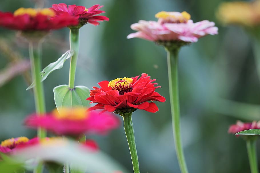 red, purple, pink, zinnia, colorful, blooming, flower, plant, meadow, summer
