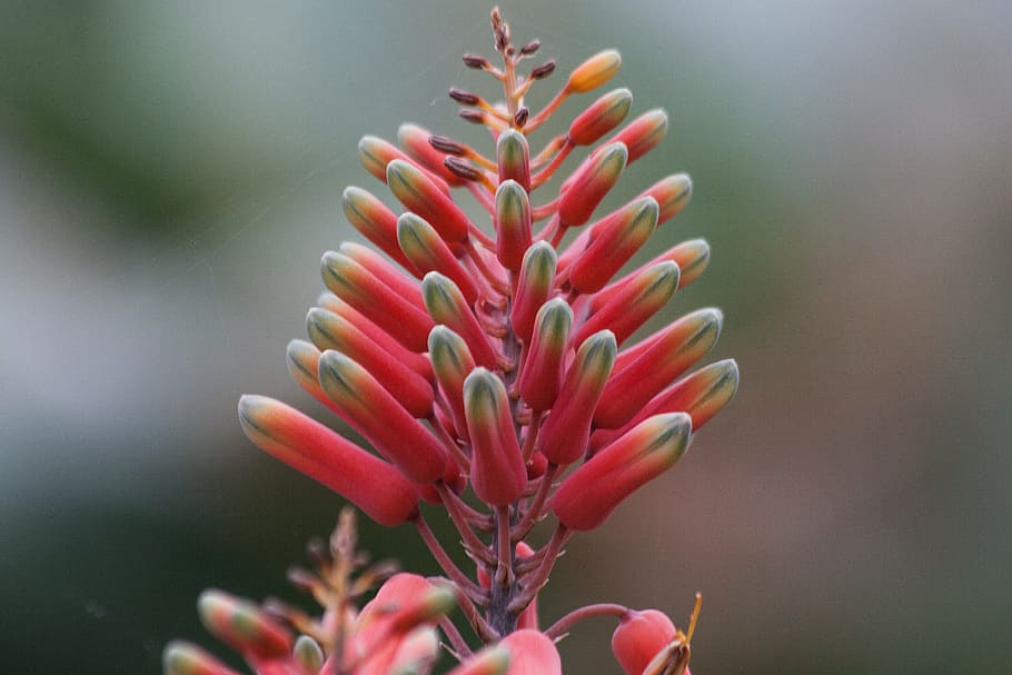 aloe megalacantha, flowering plant, aloes, subfamily, asphodelus family, inflorescence, cylindrical conical, grapes, east africa, ethiopia