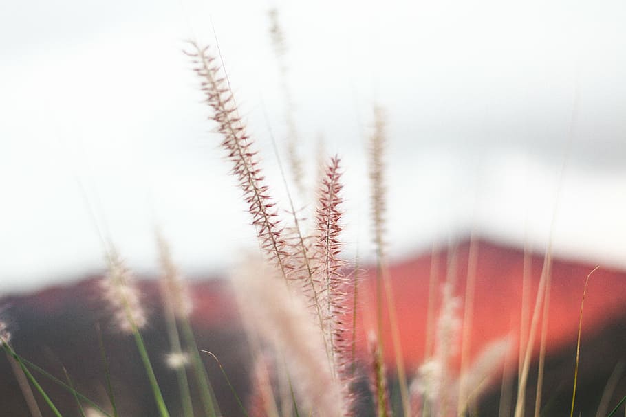 fountain grass, plant, nature, bokeh, grass, grains, growth, cereal plant, field, rural scene