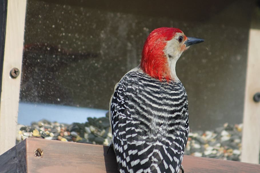 bird, nature, bird feeder, red-bellied woodpecker, wildlife, wild, natural, one animal, vertebrate, focus on foreground