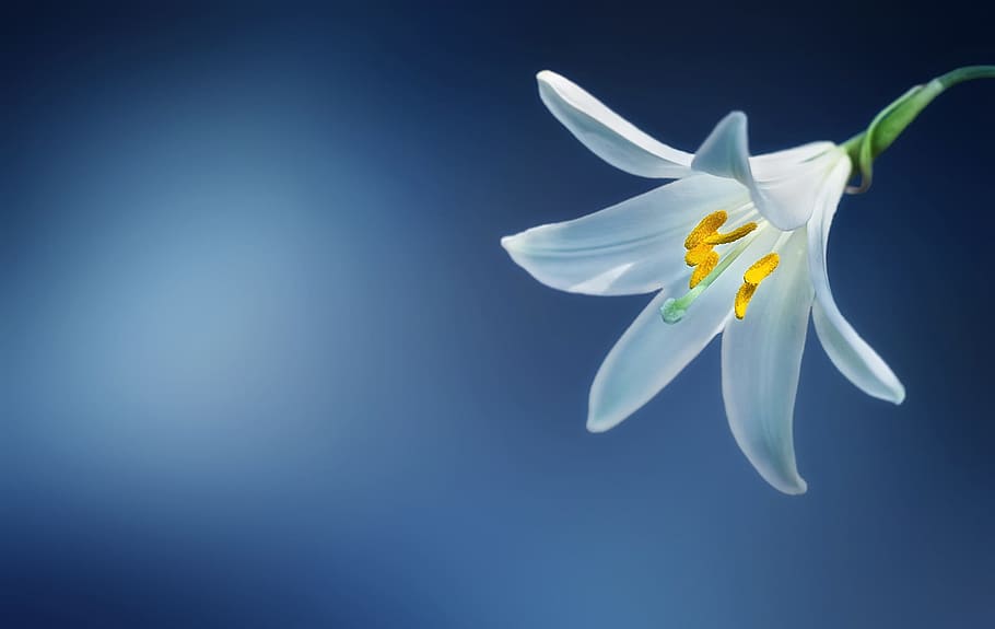 white, lily, closeup, flower, lilium candidum, madonna lily, lilium, white lily, yellow, beautiful