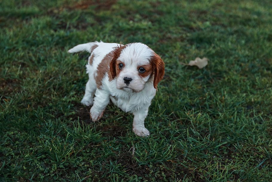 a little, dog, cavalier, king, charles, spaniel, baby, white, brown, green