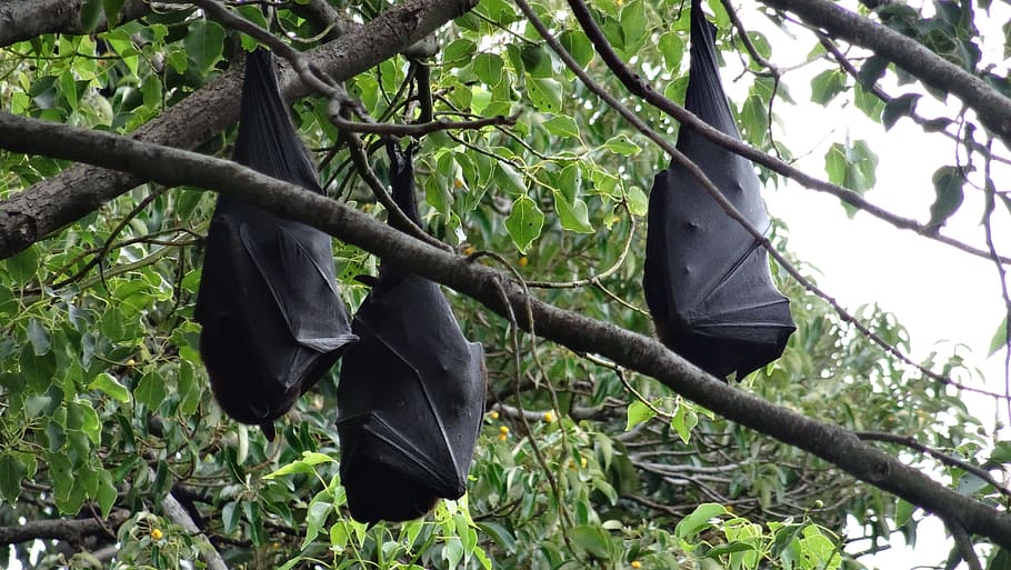 nature, tree, hanging, leaf, wood, bats, flying foxes, australia, plant, growth