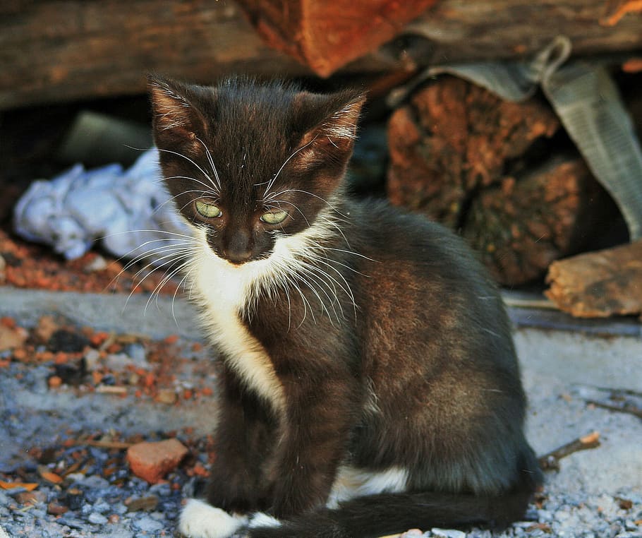 tuxido kitten, log, kitten, small, cat, black, white, timid, cute, feline