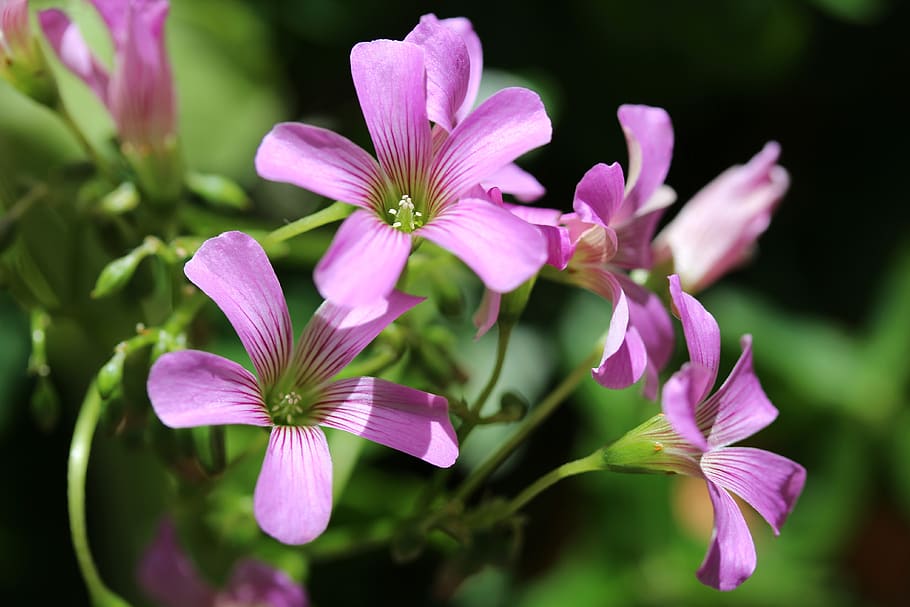 clover, trefoil, flowers, pink, striped, nitrogen fixing, fabaceae, plant, springtime, nature