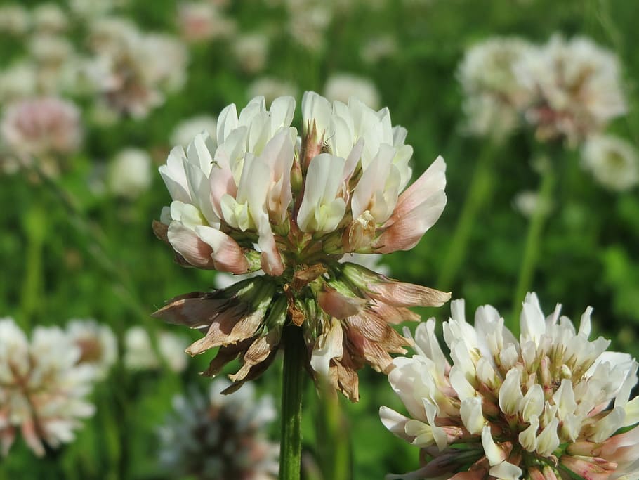 trifolium repens, white clover, dutch clover, macro, blossom, wildflower, flora, botany, plant, species