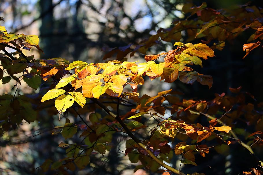 leaves, forest, autumn, fall foliage, flora, fall leaves, plant, leaf, plant part, tree