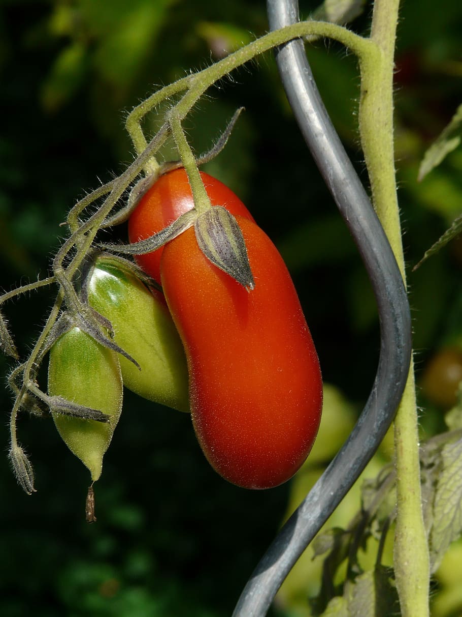 Tomato, Vegetables, Mature, red, tomato breeding, oblong, tomato plant, solanum lycopersicum, berry, lycopersicon esculentum