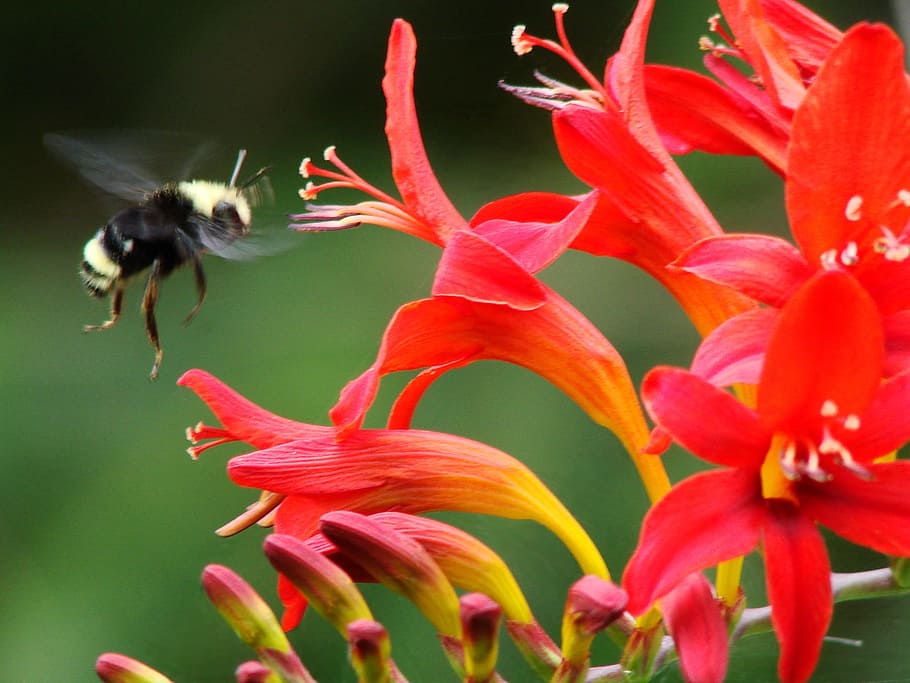 Flowers, Crocosmia, Lucifer, Yellow, red, green, bee, bumblebee, flying, insect