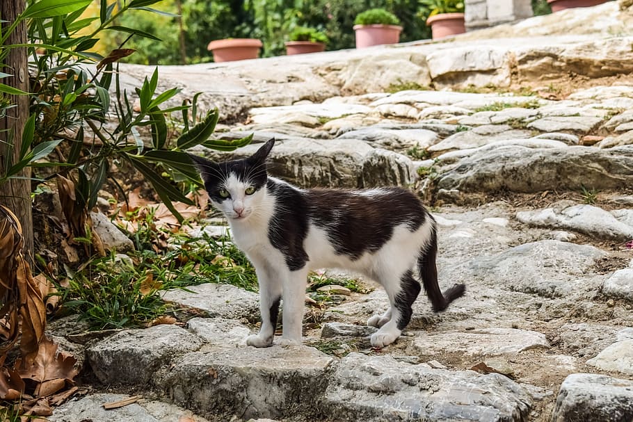 cat, stray, animal, cute, kitty, nature, outdoors, looking, curious, countryside